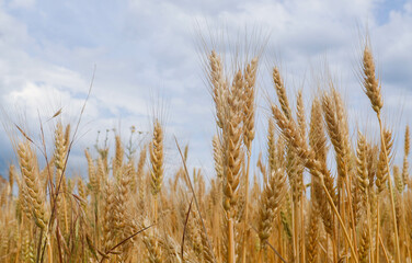 Spikelets of wheat on the field in summer afternoon