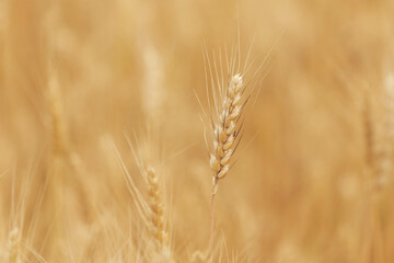 Fototapeta premium Spikelets of wheat on the field in summer afternoon