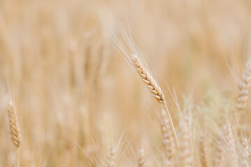 Spikelets of wheat on the field in summer afternoon