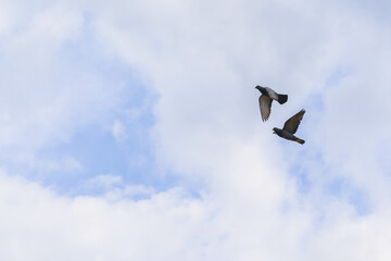 A dove bird flies in the sky
