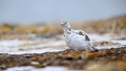 Portrait of female, white Svalbard Rock Ptarmigan (Lagopus muta hyperborea) in spring