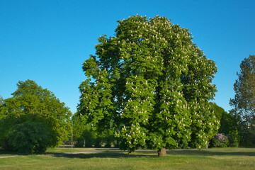 Big beautiful flowering chestnut tree. Spring landscape.