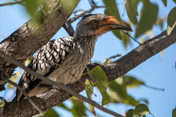 Southern Yellow-Billed Toko is sitting in a tree