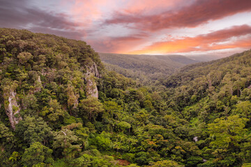 Stunning landscape view in Springbrook National Park, QLD during sunset. 