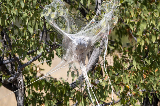 A white net of a funnel web spider in Etosha National Park in Namibia