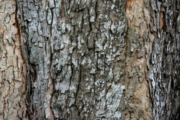 wood texture. Abstract wood texture background.
