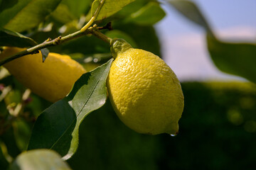 limoni