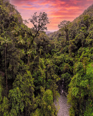 Stunning rainforest with pink sunset with dense, lush landscape surrounding the Australian scenic view. 