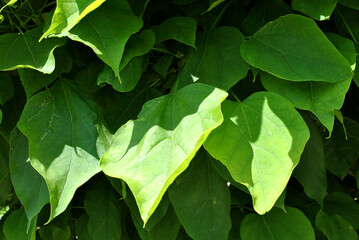 tło zielone rozłożyste liście