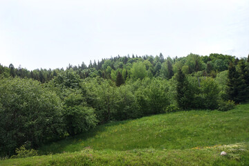 Top view of mixed (coniferous and deciduous) forests in the Carpathian mountains.