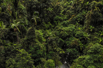 Lush, dense rainforest in Queensland, Australia. 