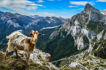 The  mountain Goat