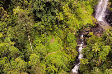 Aerial view of beautiful lush rainforest in Springbrook National Park with bright, healthy greenery in full bloom. 