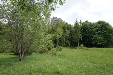 Spring landscapes of the Carpathian mountains
