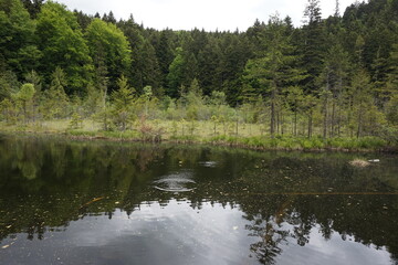 Fototapeta na wymiar Calm swampy lake in the forest. Carpathian mountains.