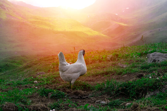 Chickens on the background of the sunset. Chickens roaming a high altitude plateau and eating grain.