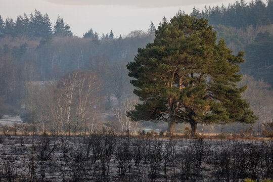 A Wintery, Autumnal Scene Of A Pine Tree In The Distance With Baron Landscape In The Foreground Showing   In The New Forest, Hampshire, UK. 