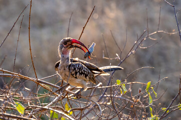 Red-billed hornbill eating a grasshopper in Namibia Africa © Andreas