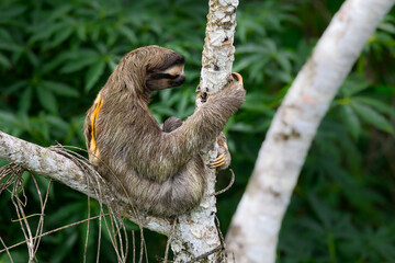 Sloth sitting on tree branch against green plants