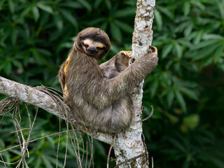 Sloth sitting on tree branch against green plants © FotoRequest
