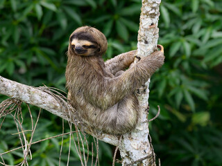 Sloth sitting on tree branch against green plants