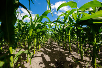 corn field against the blue sky. agricultural landscape
