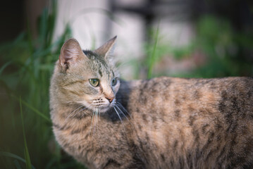 Naklejka na ściany i meble Wild cat is walking on the backyard of countryside house.