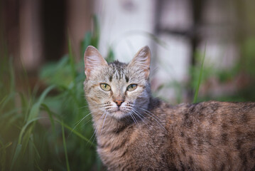 Naklejka na ściany i meble Wild cat is walking on the backyard of countryside house.