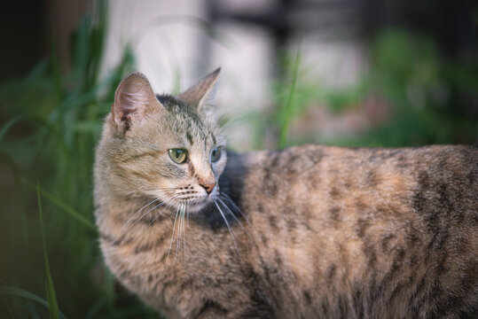 Wild cat is walking on the backyard of countryside house.