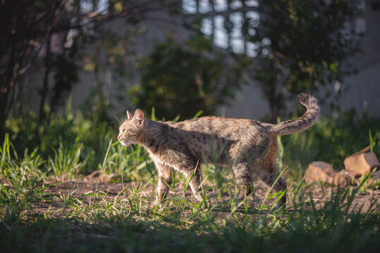 Wild cat is walking on the backyard of countryside house.
