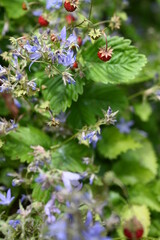 Walderdbeeren und lilafarbene Blumen
