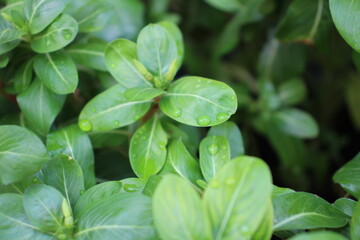 Close up of Grean Plants with Water Droplets 