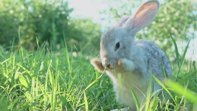 cute adorable fluffy gray rabbit grazing on lawn of green young grass backyard. small sweet rabbit walking past meadow green garden on bright sunny day. Slow motion, close up, blurry background 