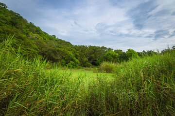 Jungle in Mexico. Jungle view in the mexican region of Oaxaca - Santa Maria de Huatulco
