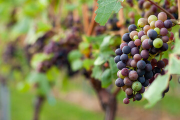 bunch of grapes in a vineyard