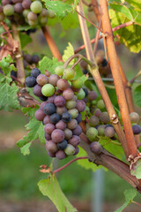 bunch of grapes in a vineyard