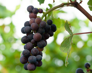 bunch of grapes in a vineyard