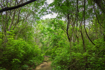 Jungle in Mexico. Jungle view in the mexican region of Oaxaca - Santa Maria de Huatulco