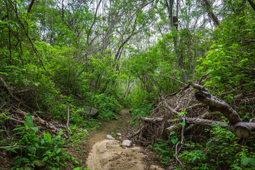 Jungle in Mexico. Jungle view in the mexican region of Oaxaca - Santa Maria de Huatulco