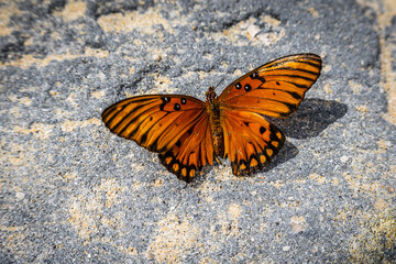 Beautiful orange butterfly on a gray rock at the beach
