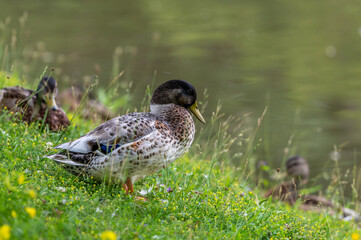 duck is waiting by the water