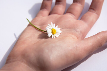 Female hand with chamomile flower. The concept of love, declarations of love to yourself