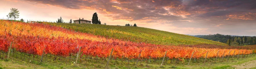 Fotobehang beautiful colorful vineyards during the autumn season at sunset in the Chianti Classico region near Florence. Italy. © Dan74