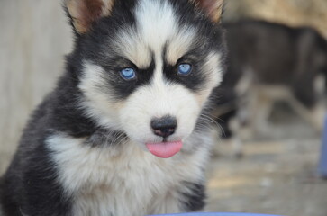 Obraz premium Siberian husky puppy showing his tongue