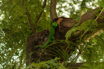 Lézard vert sur un tronc d'arbre 
