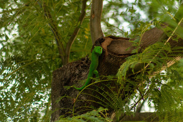 Lézard (gekko) vert dans un arbre 