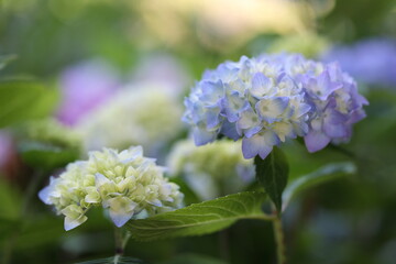blue blossom of a hydrangea in the garden