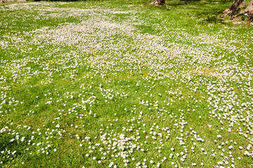 White daisy flowers (Bellis annua), green grass. Blooming lawn in a city forest park. Soft sunlight. Spring, early summer. Nature, landscaping design, gardening, botany, peace and joy concepts - 513603416