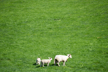 two young sheep nibbling grass