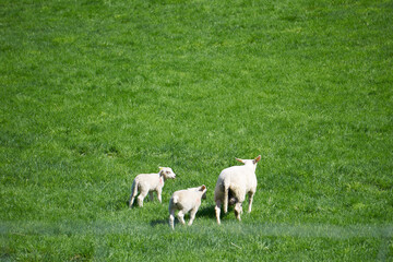 two young sheep nibbling grass